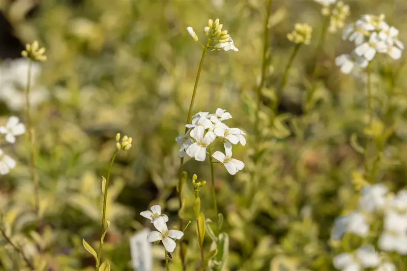 arabis ferd.-coburgii 'old gold' P10.5 - afbeelding 5