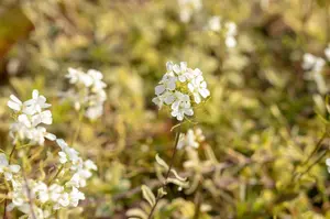 arabis ferd.-coburgii 'old gold' P10.5 - afbeelding 1