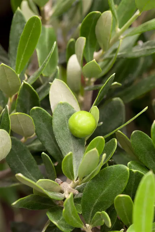 olea europaea p17 - afbeelding 3