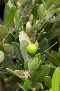 olea europaea p17 - afbeelding 3