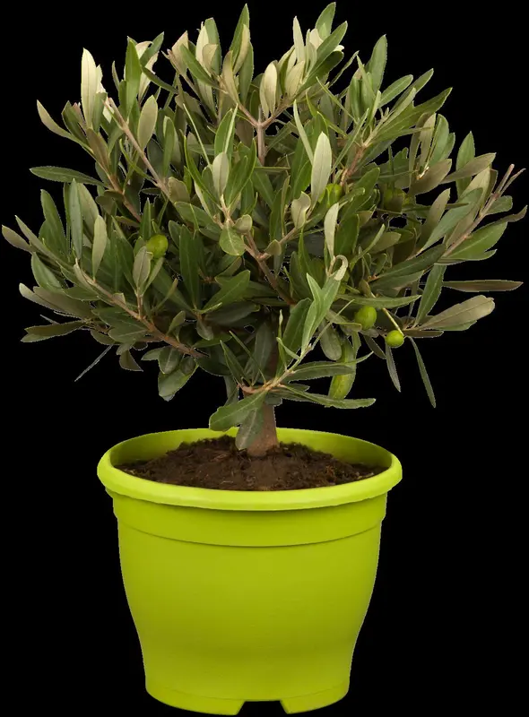 olea europaea p17 - afbeelding 2