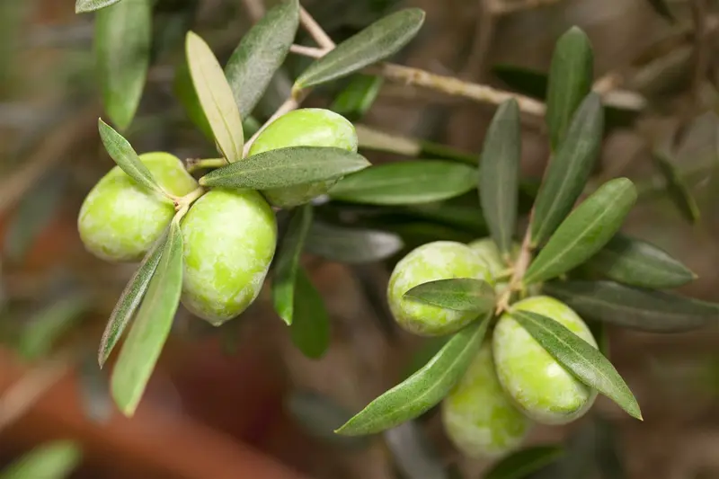 olea europaea p17 - afbeelding 4