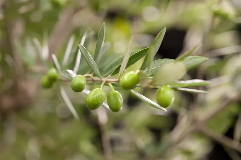 olea europaea p17 - afbeelding 5