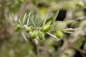 olea europaea schaal   p70 - afbeelding 5