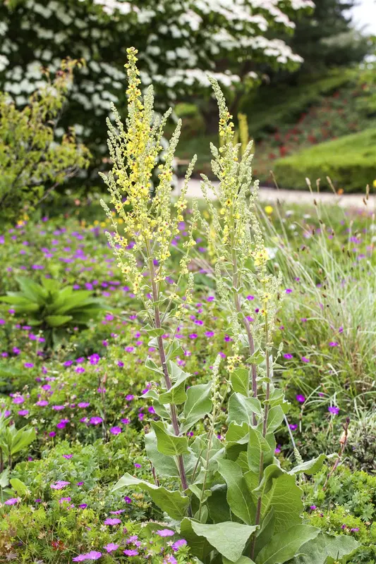 verbascum olympicum P11