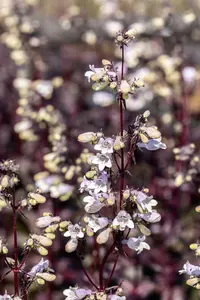 penstemon dig. 'onyx and pearls' P11 - afbeelding 4