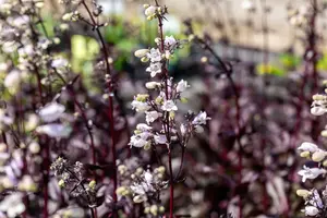 penstemon dig. 'onyx and pearls' P11 - afbeelding 1