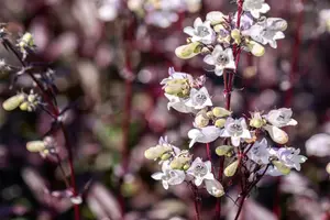 penstemon dig. 'onyx and pearls' P11 - afbeelding 2