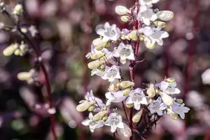 penstemon dig. 'onyx and pearls' P11 - afbeelding 3