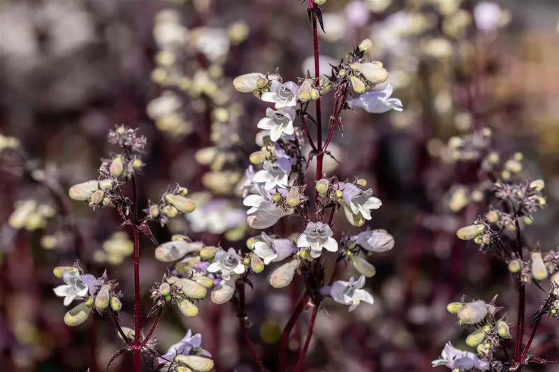 penstemon dig. 'onyx and pearls' P11 - afbeelding 5