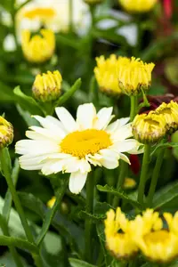 leucanthemum 'ooh la lacrème' P9 - afbeelding 2