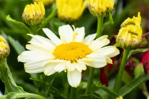 leucanthemum 'ooh la lacrème' P9 - afbeelding 1