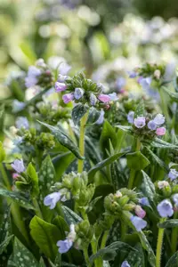 pulmonaria hybr. 'opal'® P9 - afbeelding 3