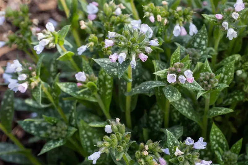 pulmonaria hybr. 'opal'® P9 - afbeelding 2