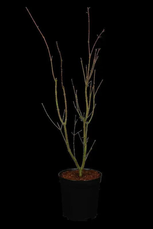 acer palm. 'orange dream' (50- 60cm) - afbeelding 1