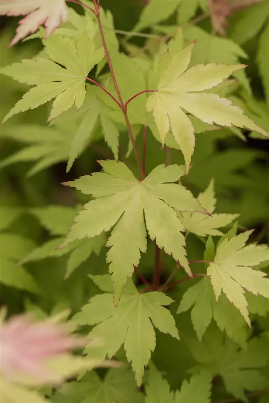 acer palm. 'orange dream' (50- 60cm) - afbeelding 2