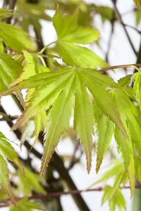 acer palm. 'orange dream' (50- 60cm) - afbeelding 5