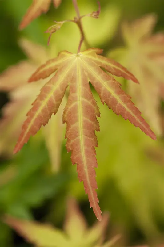 acer palm. 'orange dream' (60- 80cm) - afbeelding 4