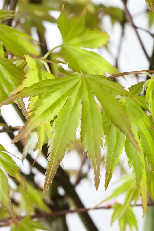 acer palm. 'orange dream' (60- 80cm) - afbeelding 5