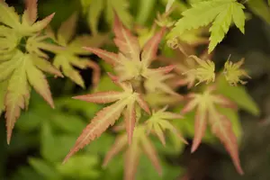 acer palm. 'orange dream' (50- 60cm) - afbeelding 3