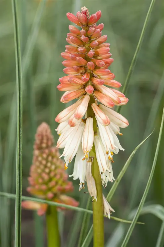 kniphofia hybr. 'orange vanilla popsicle'® P9