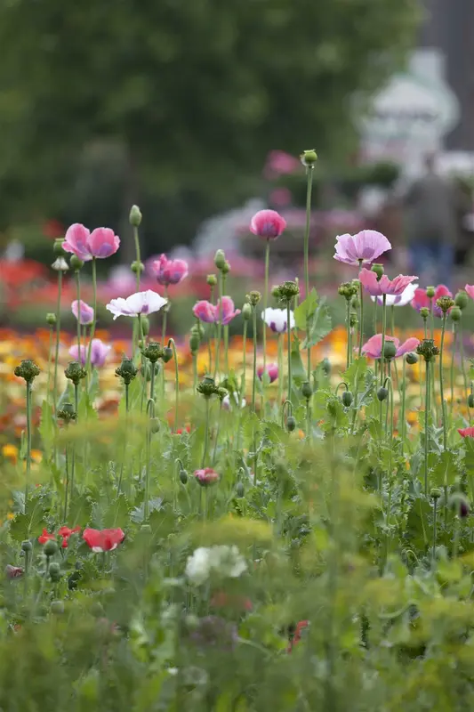 papaver orientale P11 - afbeelding 1