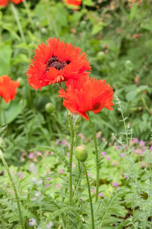 papaver orientale P11 - afbeelding 4