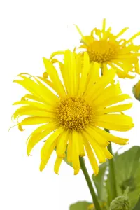 doronicum orientale P11 - afbeelding 1