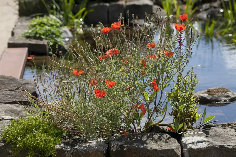 papaver orientale P11 - afbeelding 2