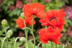 papaver orientale P11 - afbeelding 3