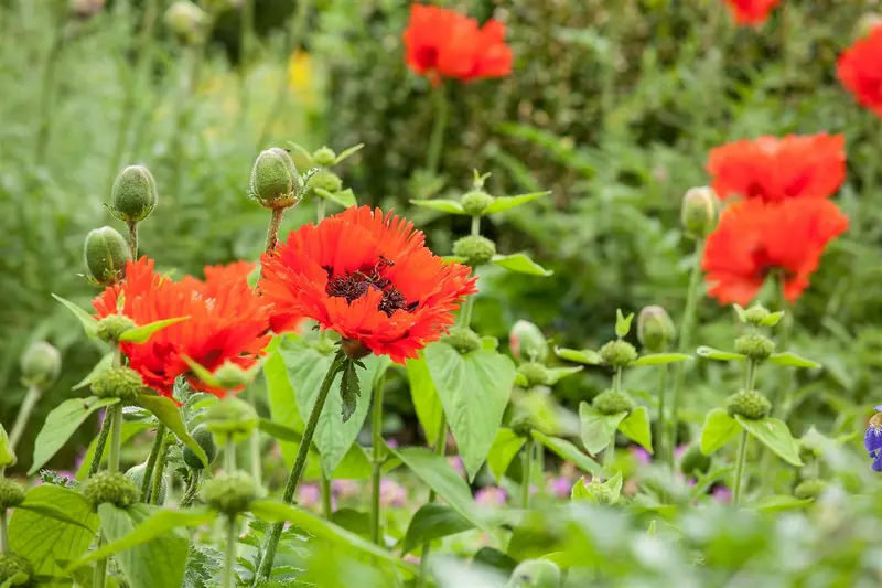 papaver orientale P11 - afbeelding 5