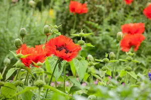 papaver orientale P11 - afbeelding 5