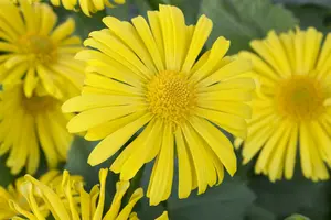 doronicum orientale P11 - afbeelding 4