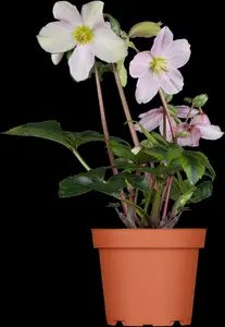 helleborus orientalis P11 - afbeelding 2