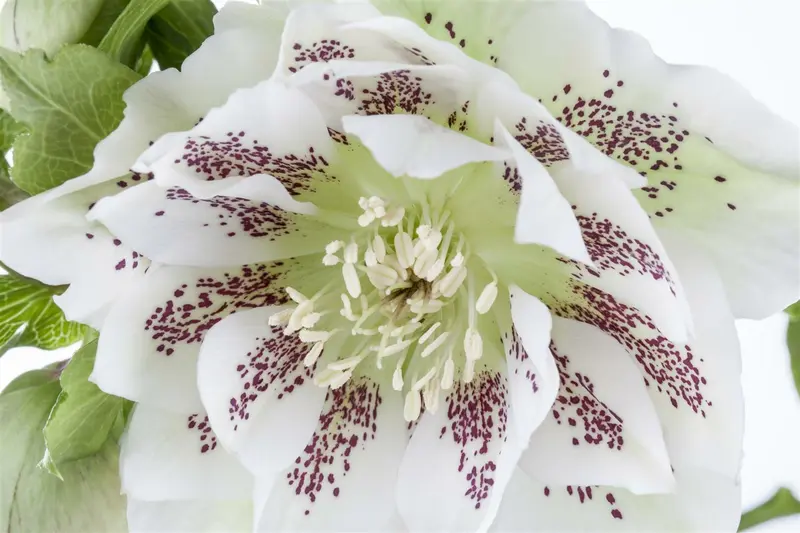 helleborus orientalis P11 - afbeelding 4