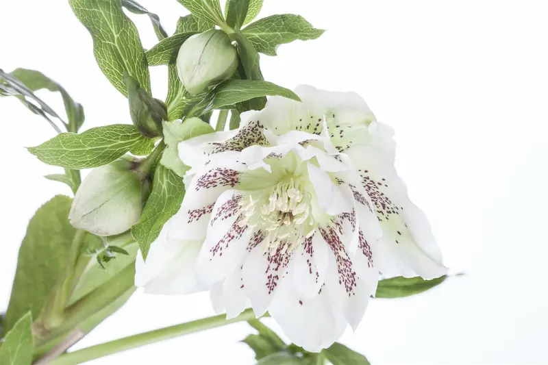 helleborus orientalis P11 - afbeelding 5