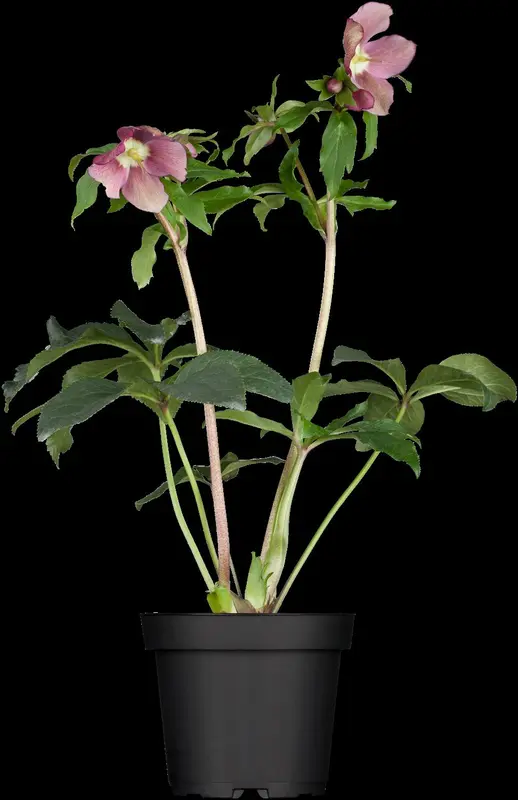 helleborus orientalis P11 - afbeelding 3