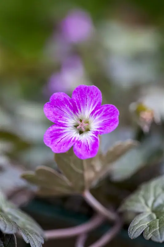 geranium hybr. 'orkney cherry'® P9 - afbeelding 2