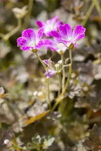 geranium hybr. 'orkney cherry'® P9 - afbeelding 3