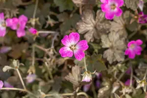 geranium hybr. 'orkney cherry'® P9 - afbeelding 4