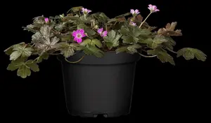 geranium hybr. 'orkney cherry'® P9 - afbeelding 1