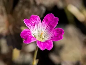 geranium hybr. 'orkney cherry'® P9 - afbeelding 5