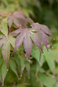 acer palm. 'osakazuki' (50- 60cm) - afbeelding 4