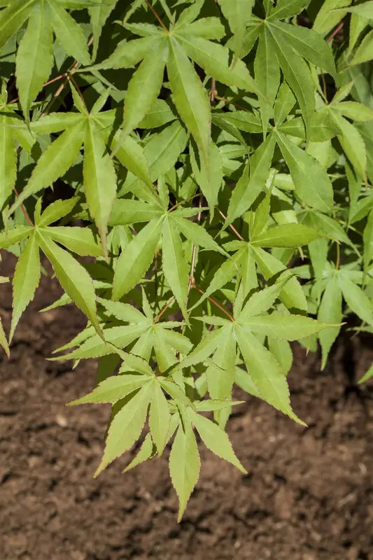 acer palm. 'osakazuki' (60- 80cm) - afbeelding 3