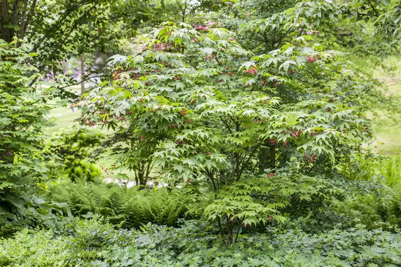 acer palm. 'osakazuki' (60- 80cm) - afbeelding 5