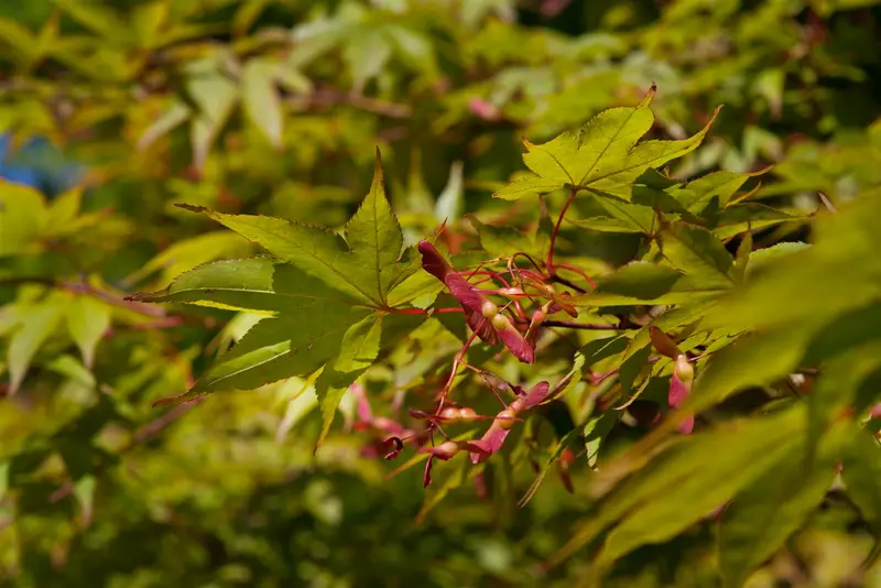 acer palm. 'osakazuki' (60- 80cm) - afbeelding 2