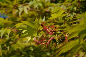 acer palm. 'osakazuki' (100-125 cm) C35 - afbeelding 2