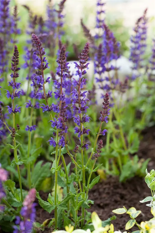 salvia nem. 'ostfriesland' P11 - afbeelding 1