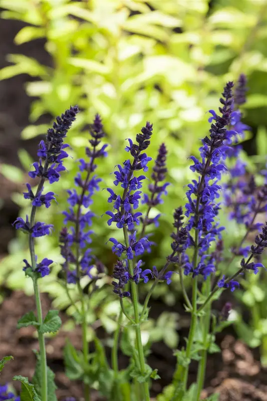 salvia nem. 'ostfriesland' P9 - afbeelding 2