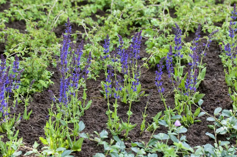 salvia nem. 'ostfriesland' P11 - afbeelding 3